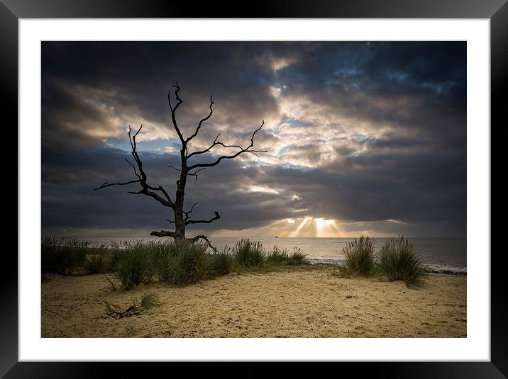  Last Tree Standing Framed Mounted Print by Neil Almnond