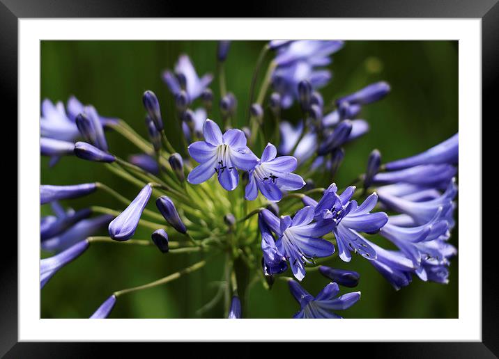  Beautiful Blue Flower Framed Mounted Print by Kieron Butler