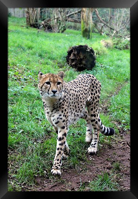  Cheetah Prowling Framed Print by Kieron Butler