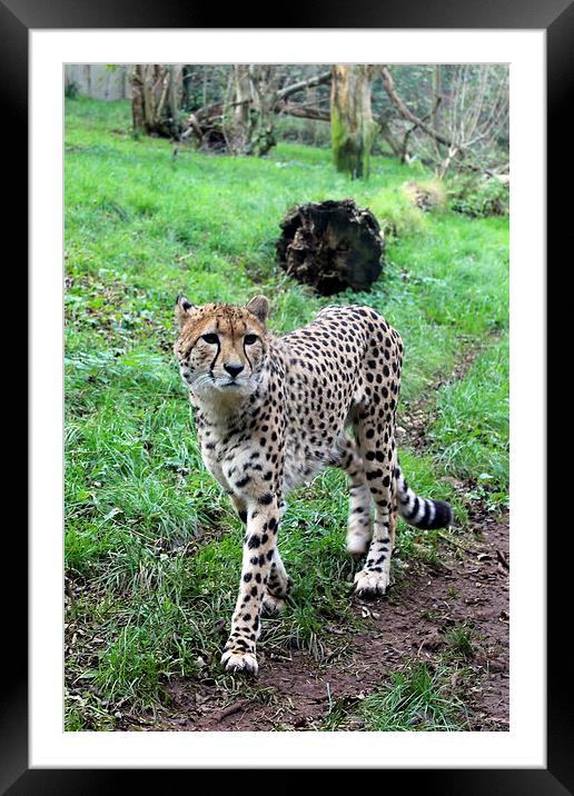  Cheetah Prowling Framed Mounted Print by Kieron Butler