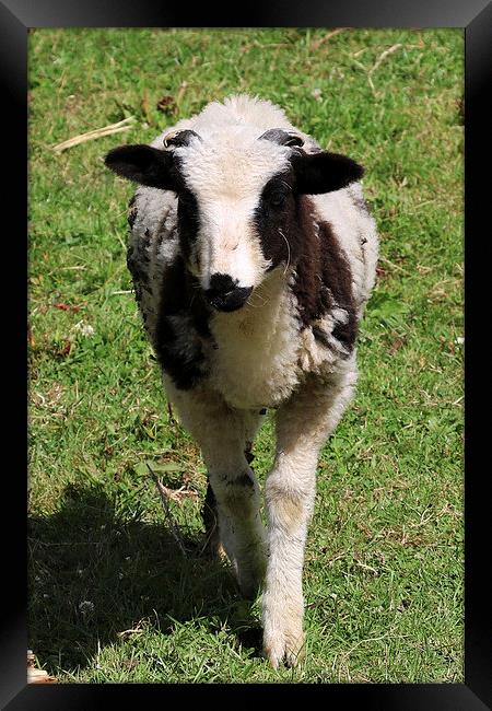  Cute Lamb Framed Print by Kieron Butler