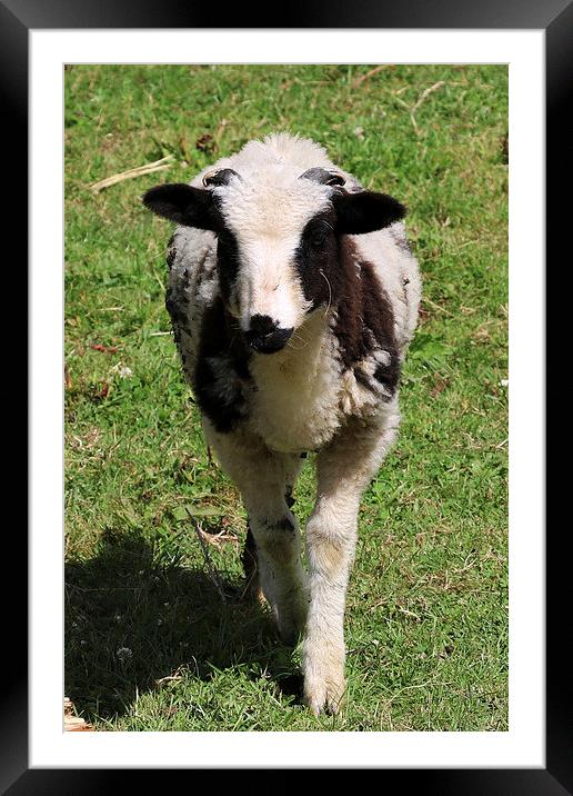  Cute Lamb Framed Mounted Print by Kieron Butler