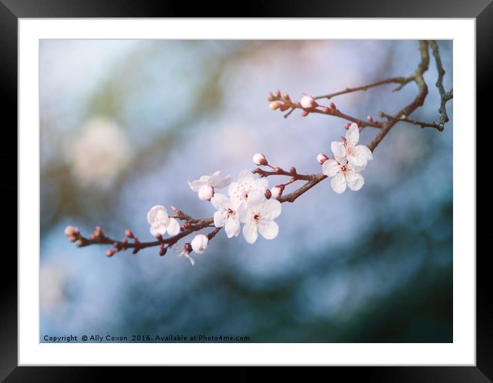 First Blossom In February Framed Mounted Print by Ally Coxon