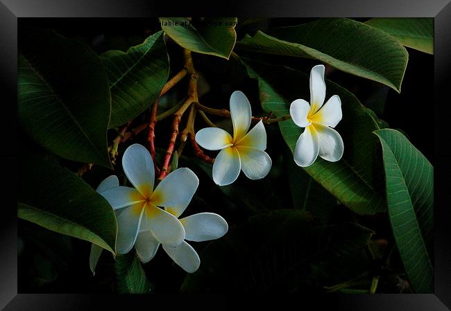  Hawaiian Plumeria Framed Print by Costantino Galileos