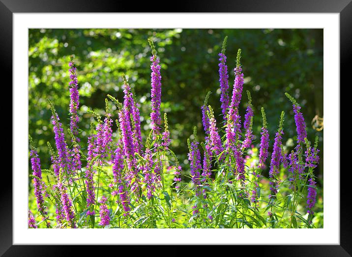 Purple Explosion Framed Mounted Print by Andrew Rulton