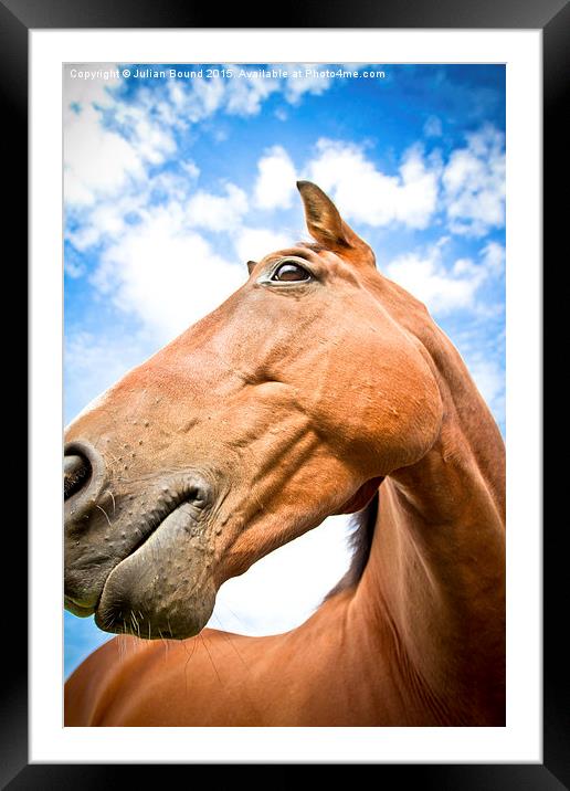 Portrait of a horse in summer with blue skies Framed Mounted Print by Julian Bound