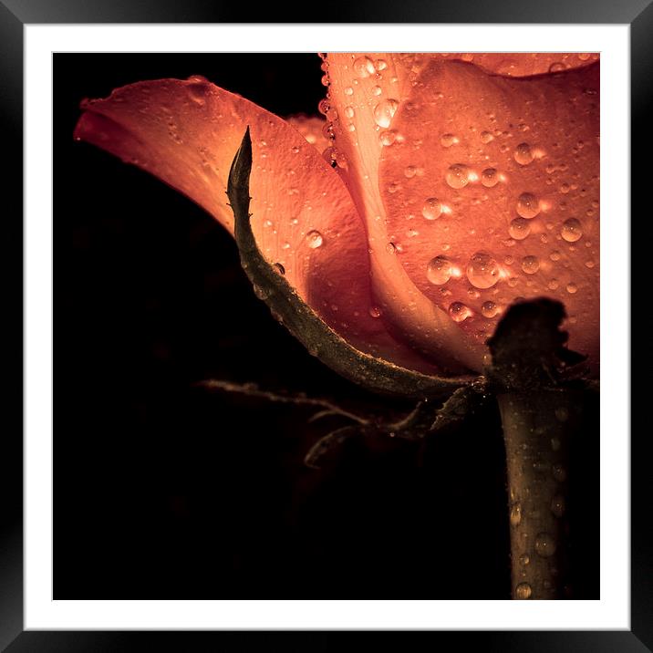 Delicate rose petals with raindrops in colour Framed Mounted Print by Julian Bound