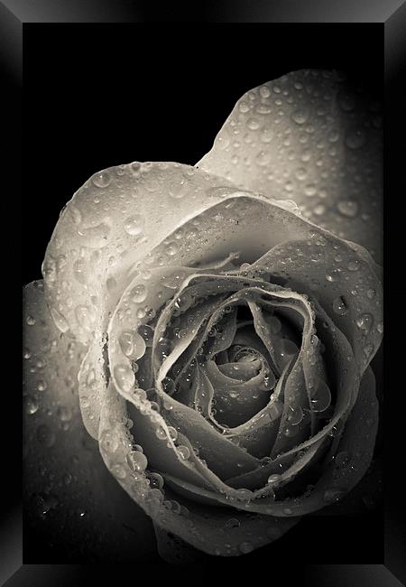 Delicate rose petals with raindrops Framed Print by Julian Bound