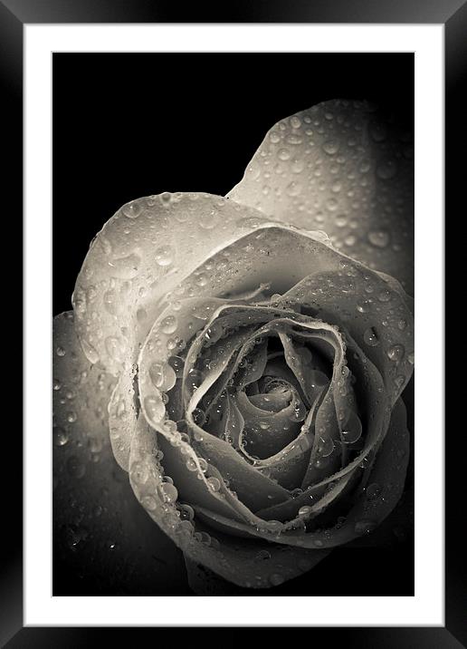 Delicate rose petals with raindrops Framed Mounted Print by Julian Bound