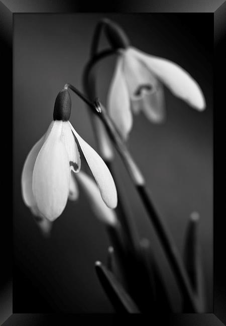 Snowdrops in black and white Framed Print by Julian Bound