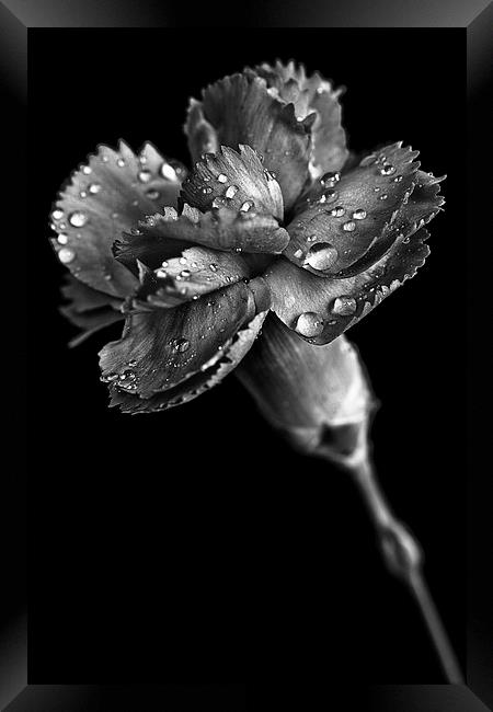 Spring carnation with raindrops Framed Print by Julian Bound