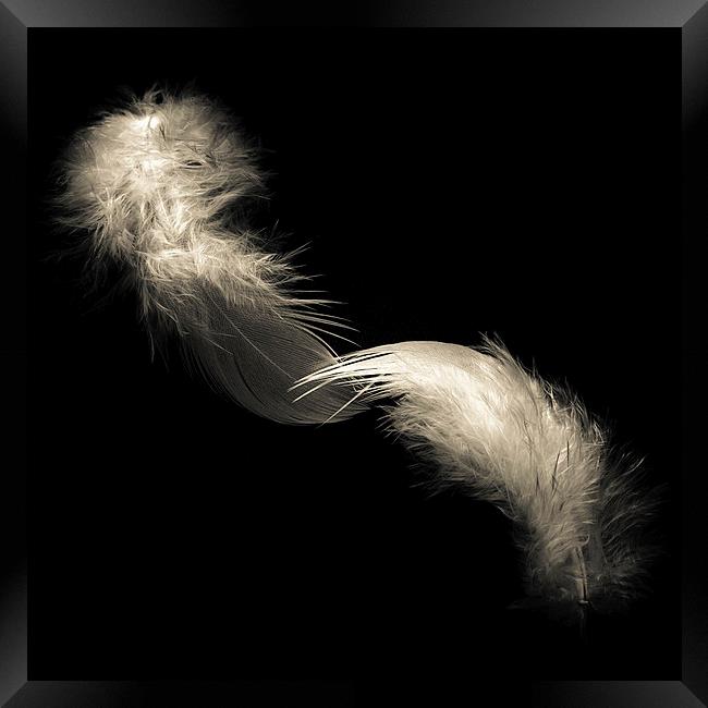 Two feathers in black and white Framed Print by Julian Bound