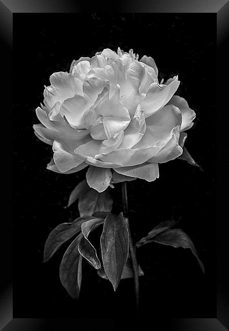  Flower in black and white Framed Print by Julian Bound