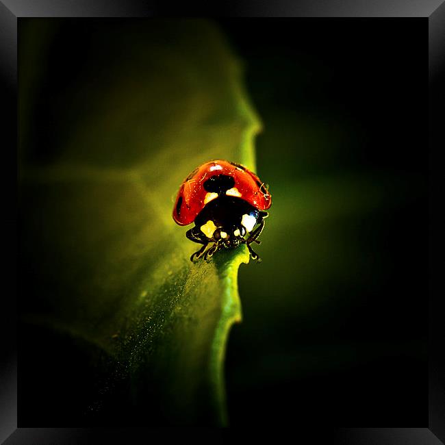 Ladybird on a leaf in Spring Framed Print by Julian Bound