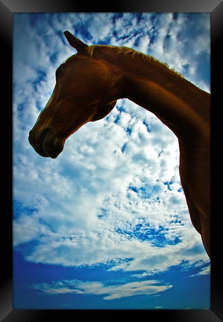 Portrait of a horse in summer with blue skies Framed Print by Julian Bound