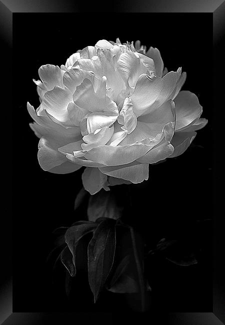   Flower in black and white Framed Print by Julian Bound