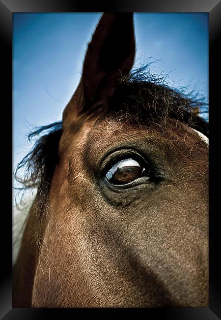  Portrait of a horse from Shropshire Framed Print by Julian Bound