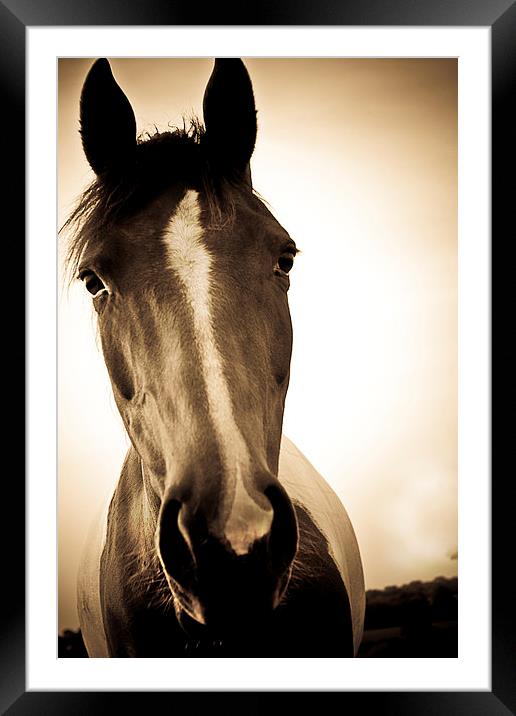  Portrait of a Shropshire horse in sepia in autumn Framed Mounted Print by Julian Bound