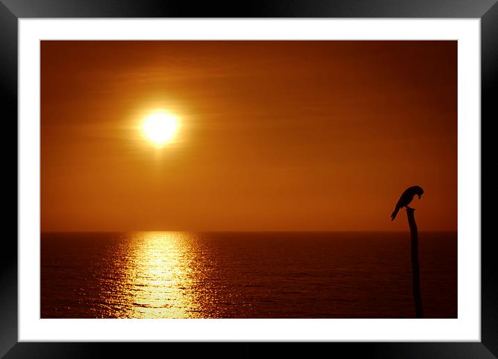 Goa bird at sunset, Goa, India Framed Mounted Print by Julian Bound