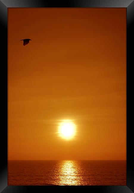   A Goa bird at sunset over looking the ocean from Framed Print by Julian Bound