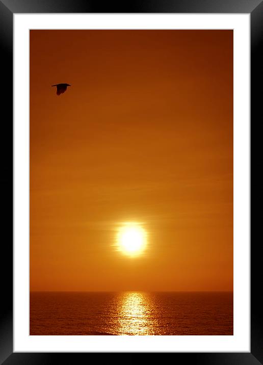   A Goa bird at sunset over looking the ocean from Framed Mounted Print by Julian Bound