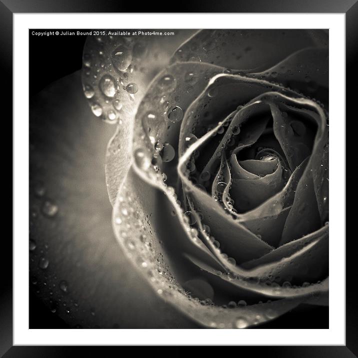  Delicate rose petals with raindrops Framed Mounted Print by Julian Bound