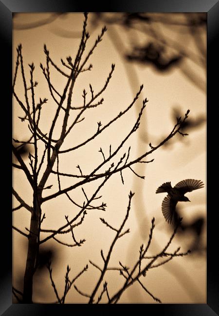  A bird in winter treess Framed Print by Julian Bound