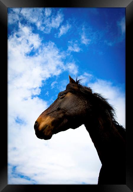  Horse portrait, Shropshire, England, Framed Print by Julian Bound