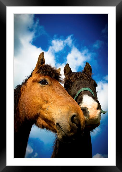  Two horses of Shropshire, England, Framed Mounted Print by Julian Bound