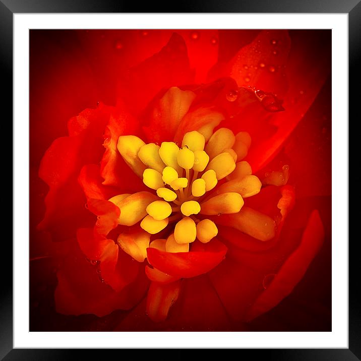  Red and yellow flower with raindrops Framed Mounted Print by Julian Bound