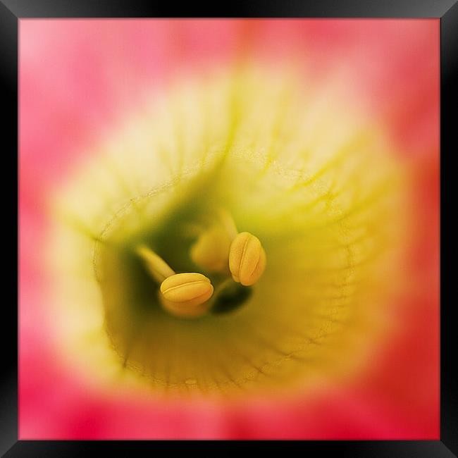  Pink flower with yellow and green Framed Print by Julian Bound