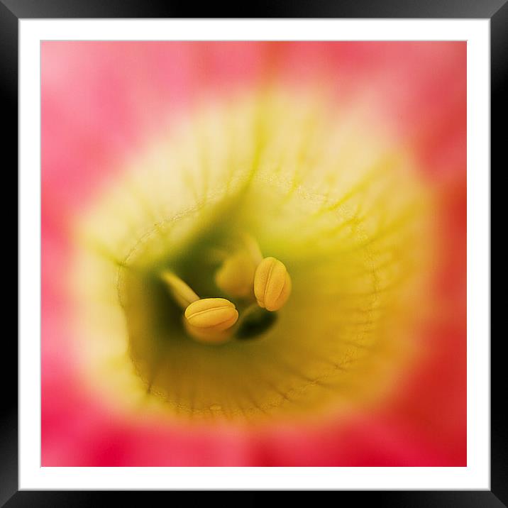  Pink flower with yellow and green Framed Mounted Print by Julian Bound
