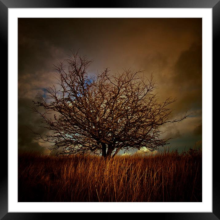  Shropshire landscape with tree and electrical ski Framed Mounted Print by Julian Bound