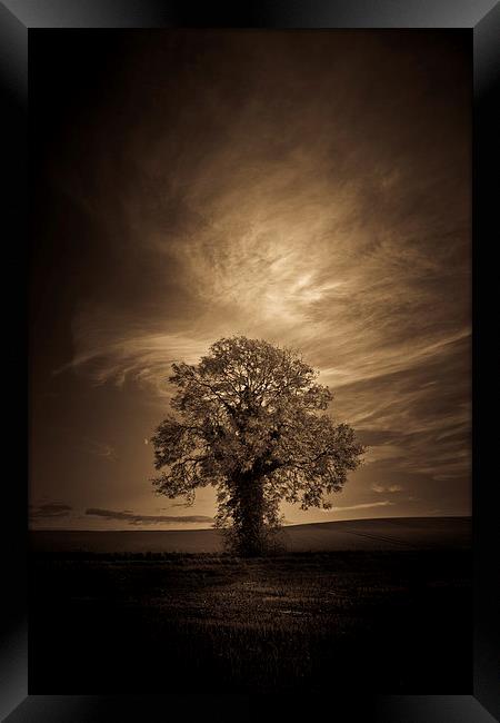   Autumn tree with moon in sepia Framed Print by Julian Bound