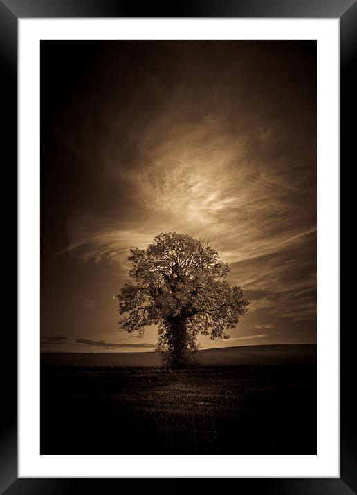  Autumn tree with moon in sepia Framed Mounted Print by Julian Bound