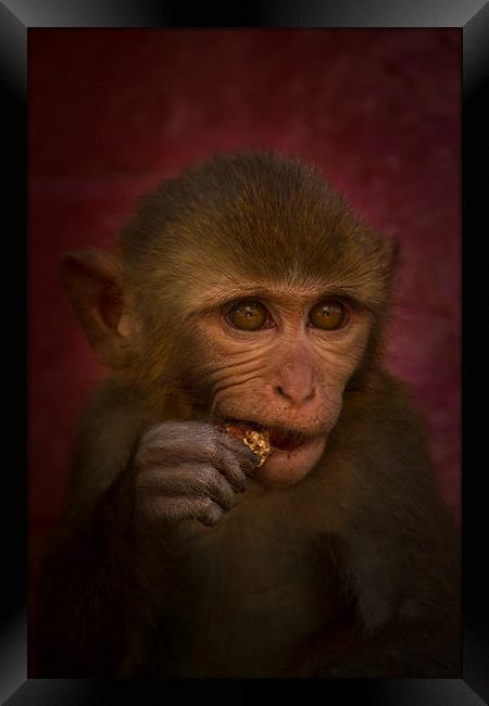 Monkey, Kathmandu, Nepal Framed Print by Julian Bound