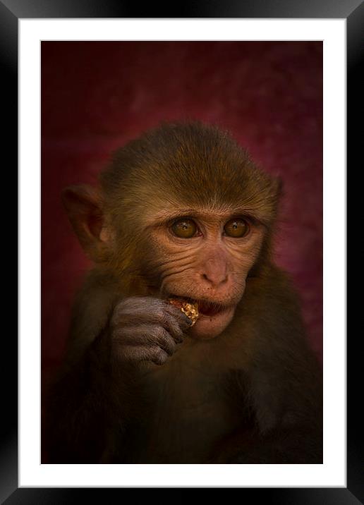 Monkey, Kathmandu, Nepal Framed Mounted Print by Julian Bound