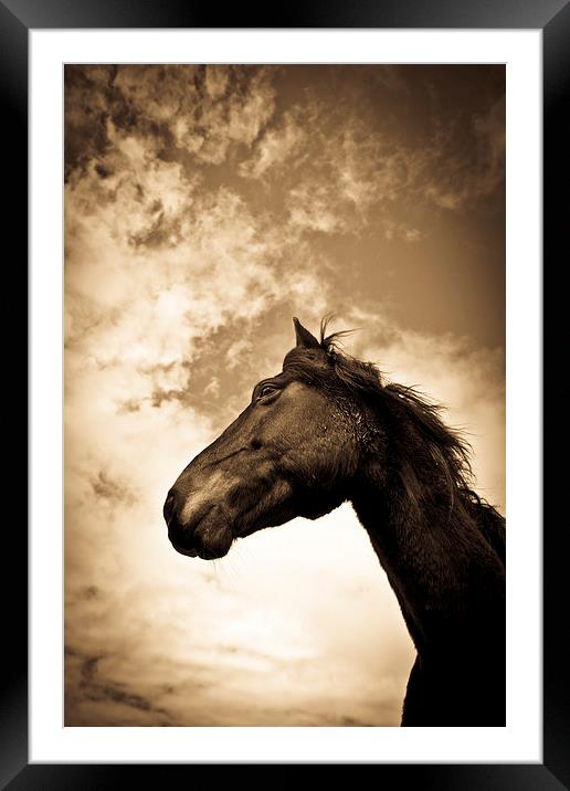   Horse in sepia, Shropshire, England Framed Mounted Print by Julian Bound