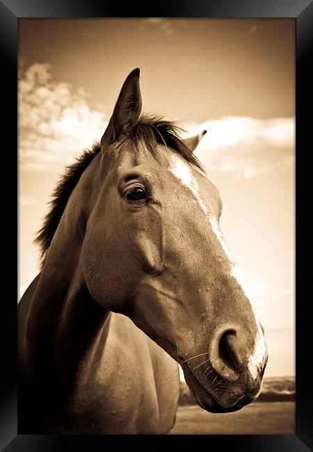   Horse in sepia, Shropshire, England Framed Print by Julian Bound