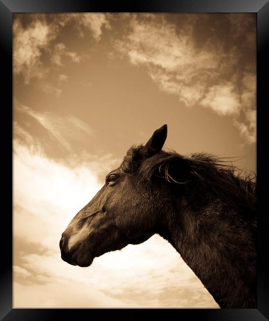   Horse in sepia, Shropshire, England Framed Print by Julian Bound