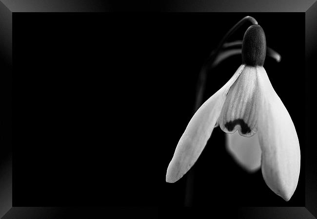 Snowdrops in black and white Framed Print by Julian Bound