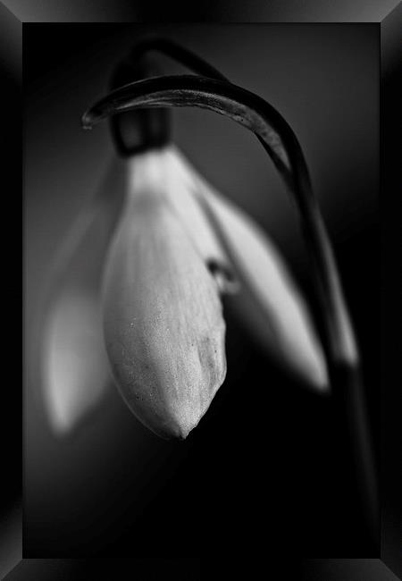  Snowdrop in black and white Framed Print by Julian Bound