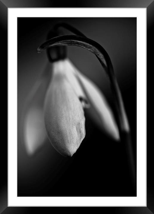  Snowdrop in black and white Framed Mounted Print by Julian Bound