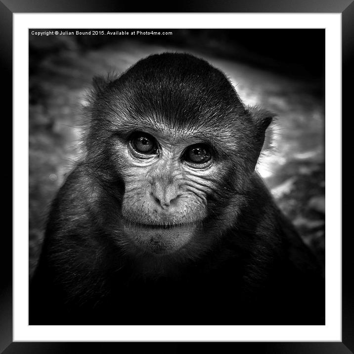  Monkey of Bali Framed Mounted Print by Julian Bound