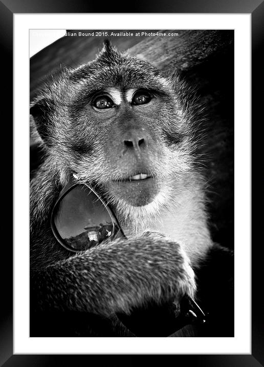   Monkey of Bali Framed Mounted Print by Julian Bound