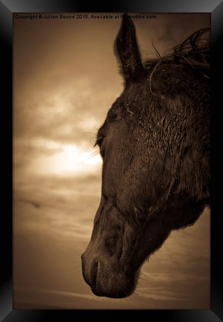   Horse in sepia, Shropshire, England Framed Print by Julian Bound