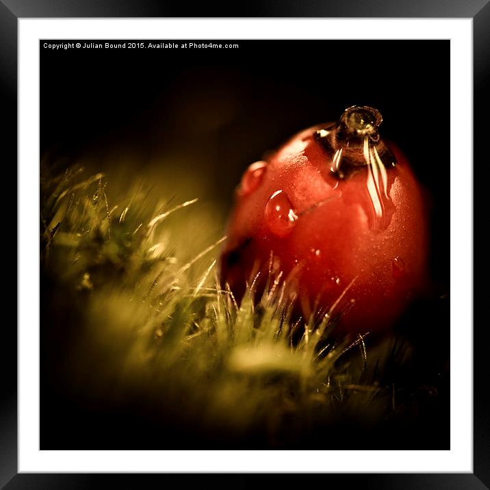  Red Berry with Raindrop Framed Mounted Print by Julian Bound