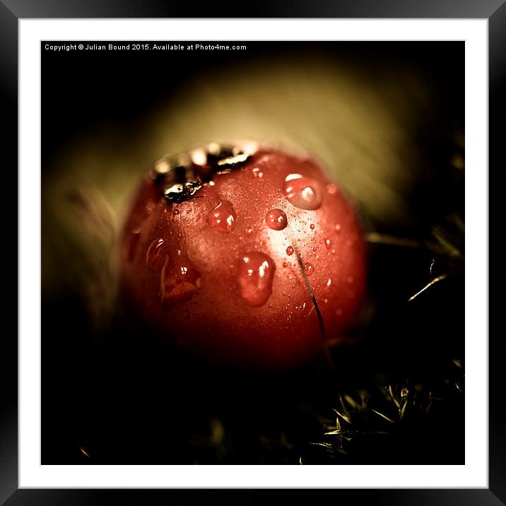   A red berry with a raindrop Framed Mounted Print by Julian Bound