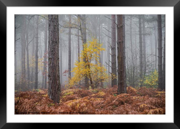 Misty Autumnal Woodland Framed Mounted Print by Stephen Beardon
