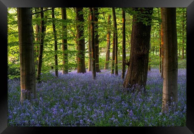 Springtime Bluebells Woodland Framed Print by Stephen Beardon